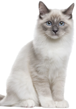 Chat gris à tâches noires