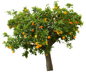 Arbre de pépinière