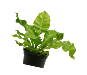 Plante de pépinière