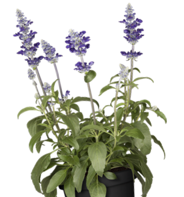 PLante de serre froide