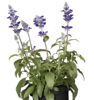 PLante de serre froide