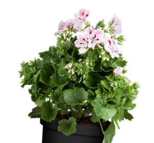 Plante de serre froide