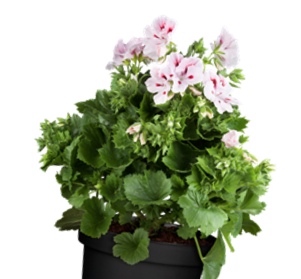 Plante de serre froide