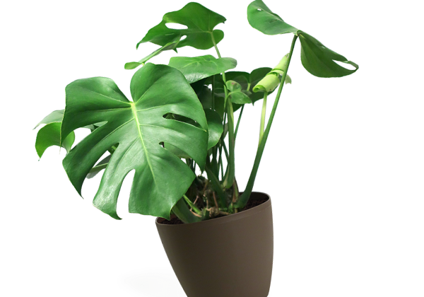 Plante de serre chaude