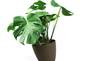 Plante de serre chaude