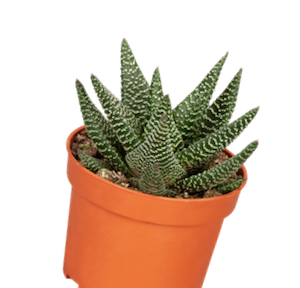 Plante de serre chaude