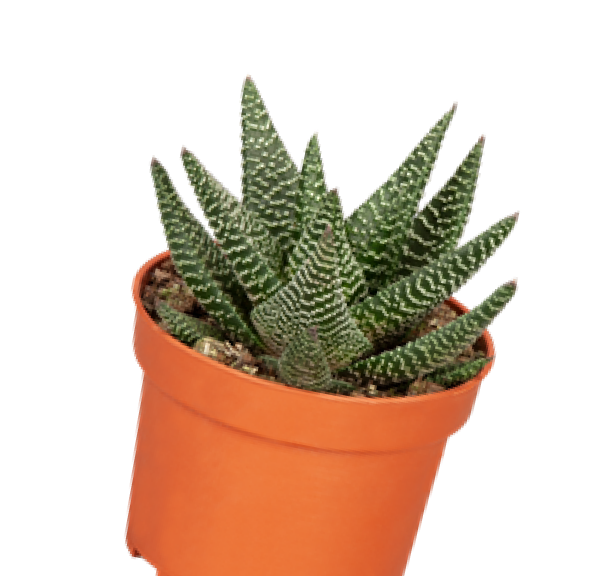 Plante de serre chaude